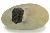 Bargain, \ Morocops Trilobite - Ofaten, Morocco #341314-3